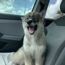 Siberian Husky Puppies from SoFlo Siberians
