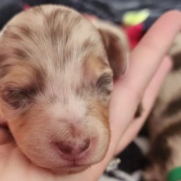 Brown Collar Boy 1 - Dapple male Dachshund puppy in Anderson, South Carolina from Iron Butterfly Kennels