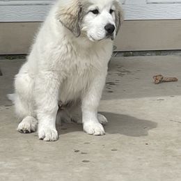 Great Pyrenees Puppies from Owyhee Mountains Great Pyrenees