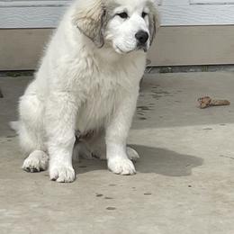 Great Pyrenees Puppies from Owyhee Mountains Great Pyrenees