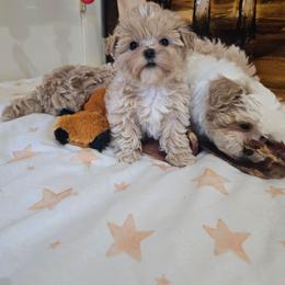 J-Hope - Cream female Maltipoo puppy in Washington from Mt.BakerPoodles&Doodles