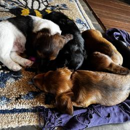 Dachshund puppies from Mountain Thyme Homestead