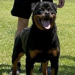 Ismae vom Hartenkern - Black and mahogany female Rottweiler puppy in Prosperity, South Carolina from Michelle's Rottweilers