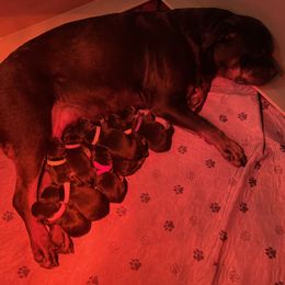 Rottweiler puppies from Nevins Rottweilers