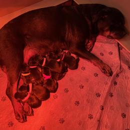 Rottweiler puppies from Nevins Rottweilers