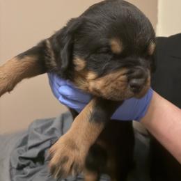 Baby boy - Black and mahogany male Rottweiler puppy in Colorado Springs, Colorado from Von Locher Rotties