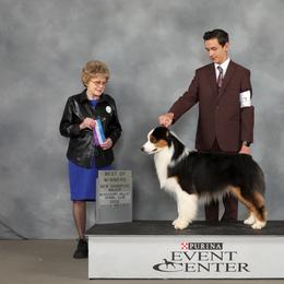 Luxe - Australian Shepherd