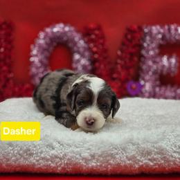 Dasher- Yellow collar - Blue merle female Bernedoodle puppy in Summerville, South Carolina from Channys Doodles