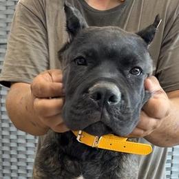 Gold Collar - AKC and ICCF Champion Sired Boy - Black brindle male Cane Corso puppy in Gorman, Texas from McOmber Country Kennels