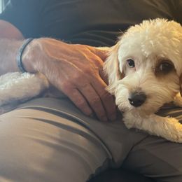 Minnie - Cavapoo