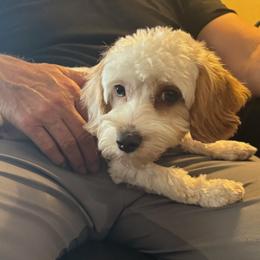 Minnie - Cavapoo