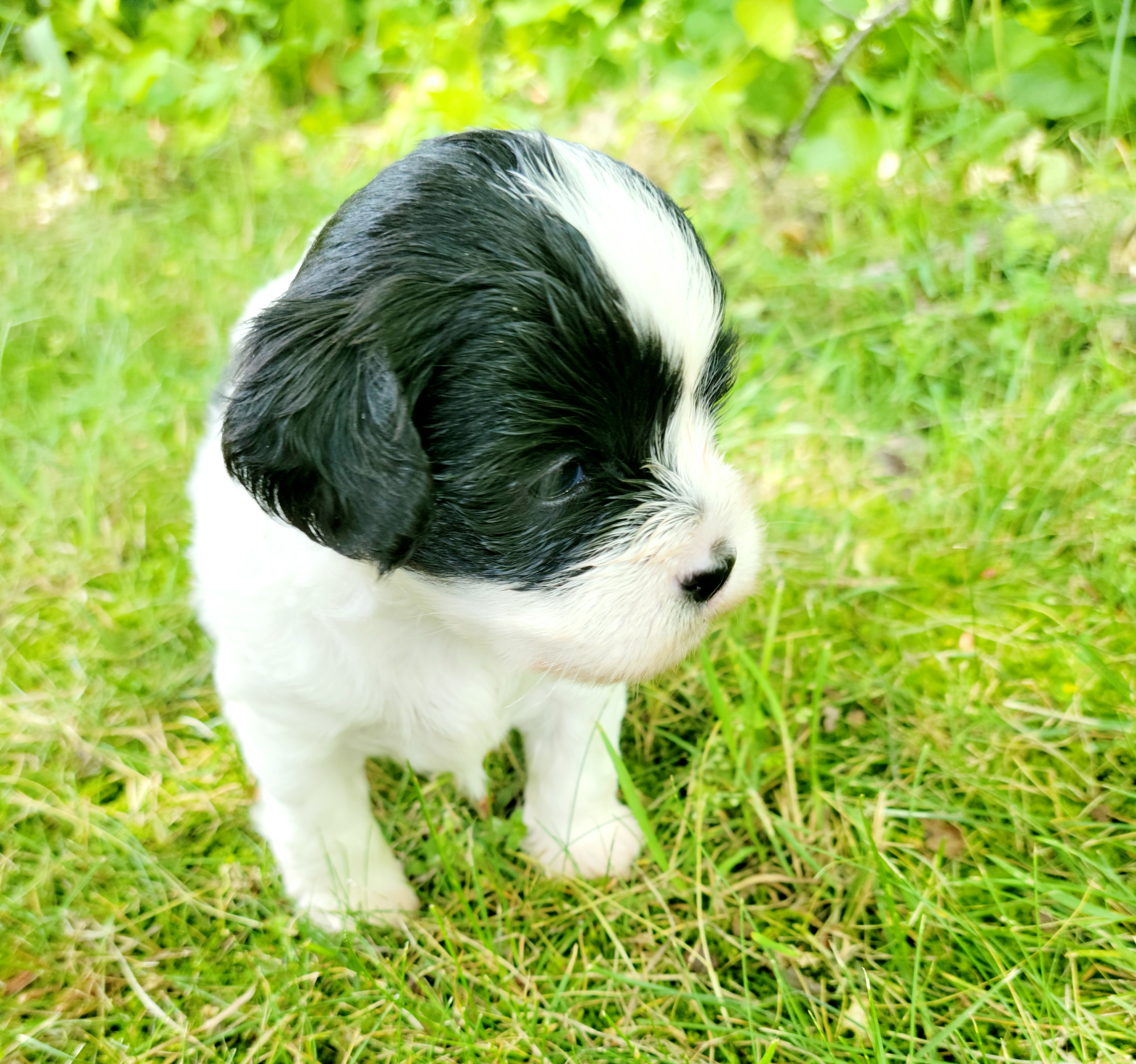 Shihpoo Puppies from Perfect Companion Puppies