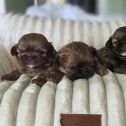 Shih Tzu puppies from The Luckie Puppy