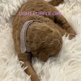 Poodle Puppies from Paw Prints Of Poodles and Doodles.