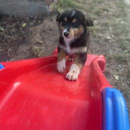 Australian Shepherd and Miniature Australian Shepherd Puppies from Wiggle Creek Aussies