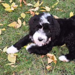 Penelope - Black and white Bernedoodle puppy in Fargo, North Dakota from Belly Rubs