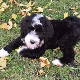 Penelope - Black and white Bernedoodle puppy in Fargo, North Dakota from Belly Rubs