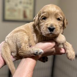 Charlie Brown (Black Collar) - Cream male Goldendoodle puppy in Bay City, Texas from Charming Doods