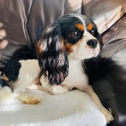 Denver - Cavalier King Charles Spaniel