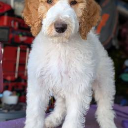Peach Collar - Parti male Goldendoodle puppy in Olympia, Washington from Sinclairdoodles