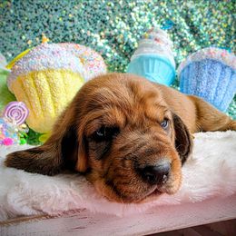 Ruth - Brown black and white female Basset Hound puppy in Big Rapids, Michigan from Basket Hound Bassets