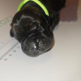 Victor - Brindle male Great Dane puppy in New York from Port Bay Danes