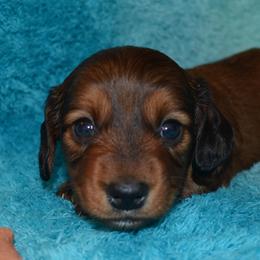 Girl 1 - Red female Dachshund puppy in Cherokee, Oklahoma from Special “K” Dachshunds