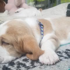 Basset Hounds from Booth's Beach Bassets