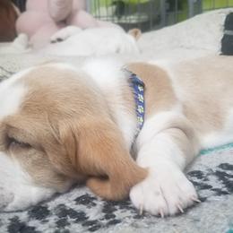 Basset Hounds from Booth's Beach Bassets