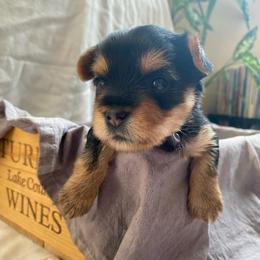 Hoku - Black and tan female Yorkshire Terrier puppy in Stockton, California from Lala & Co.