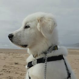 Great Pyrenees Puppies from The Yosemite Pyrenees Ranch