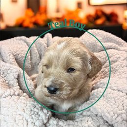 Teal boy - Apricot male Goldendoodle puppy in Lakeland, Florida from Golden Creek Doodles