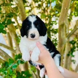 Crow - White and black male Bordoodle puppy in Elizabeth City, North Carolina from Howdy Doodles