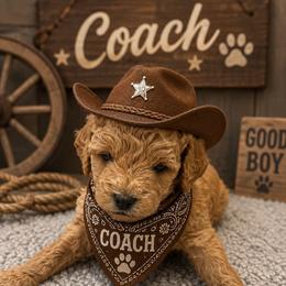 Coach - Apricot male Goldendoodle puppy in Aurora, Illinois from Chicago Goldendoodles