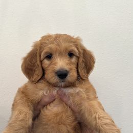 Goldendoodle Puppies from Ankeny Doodles