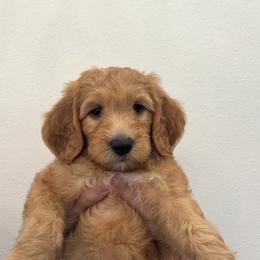 Goldendoodle Puppies from Ankeny Doodles