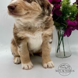 Asher - Red merle male Australian Shepherd puppy in Thornton, Colorado from 303 Aussies