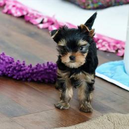 Yorkshire Terrier Puppies from Panache Yorkies