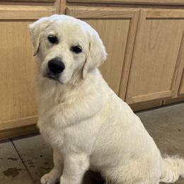 Chloe - Golden Retriever