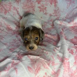 Melissa - Piebald female Dachshund puppy in Lake City, Florida from My Ditzy Doxies of Florida