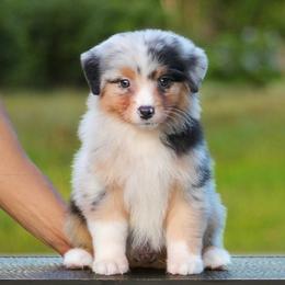 Sliver - Blue merle female Miniature American Shepherd puppy in Palacios, Texas from Coastal’s Miniature American Shepherds