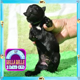 Blue Belle sweet charming - Black female German Shepherd puppy in Murrieta, California from Diamond Oaks German Shepherds