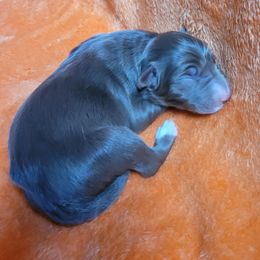 Rocket - White and red male Border Collie puppy in Watsontown, Pennsylvania from Kate Gresham