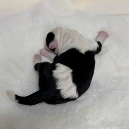 Spot - Black and white male Sheepadoodle puppy in Los Angeles, California from Exquisite Doodles