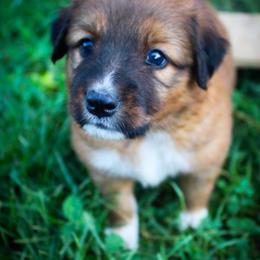 English Shepherd Puppies from Town & Country English Shepherds