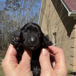 Solid black girl 4500 - Black female Dachshund puppy in Steele, Alabama from Taylored Dachshunds