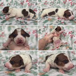 Rudy - Piebald male Dachshund puppy in Gatesville, Texas from Emily’s Doxie Domain