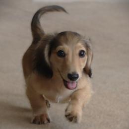 Atlas - Cream male Dachshund puppy in Azle, Texas from American Dachshunds