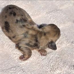 Cream Dapple Girl - Dapple female Dachshund puppy in Woodland, Washington from SJs Dachshunds