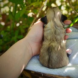 Companion Cross, Havanese, Mal-Shi, Maltese, Maltipoo, Morkie, and Shih Tzu Puppies from Seeking Shalom Acres Maltese, Maltipoos & Havamalts